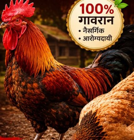 Bagachima gavran chicken, naturally raised